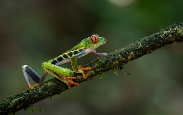 istock Red-eyed Tree Frog in Costa Rica 2138139272