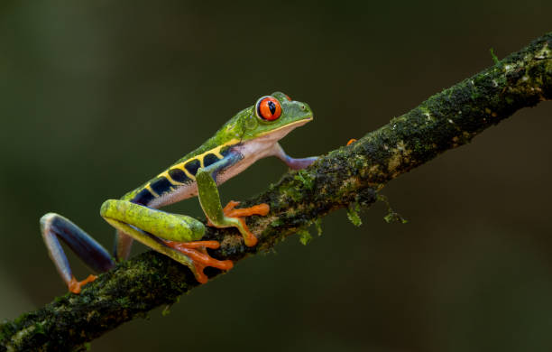 istock Red-eyed Tree Frog in Costa Rica 2138139281