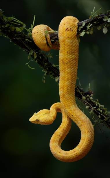 istock Eyelash Viper in Costa Rica 2138140339