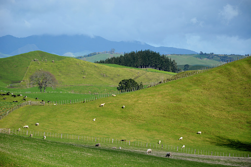 Rural farmland on the North Island of New Zealand.