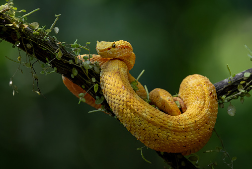 Eyelash viper snake in Costa Rica