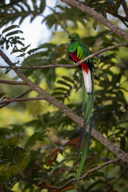 istock Resplendent Quetzal in Costa Rica 2138141948