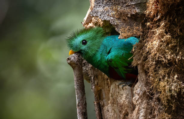 Resplendent Quetzal in Costa Rica
