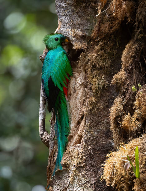 istock Resplendent Quetzal in Costa Rica 2138142471