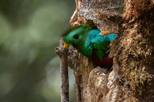 istock Resplendent Quetzal in Costa Rica 2138142472