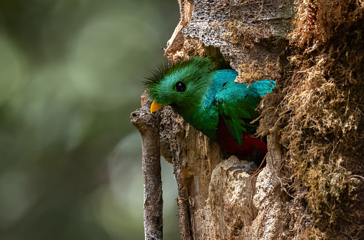 The beautiful Resplendent Quetzal in Costa Rica