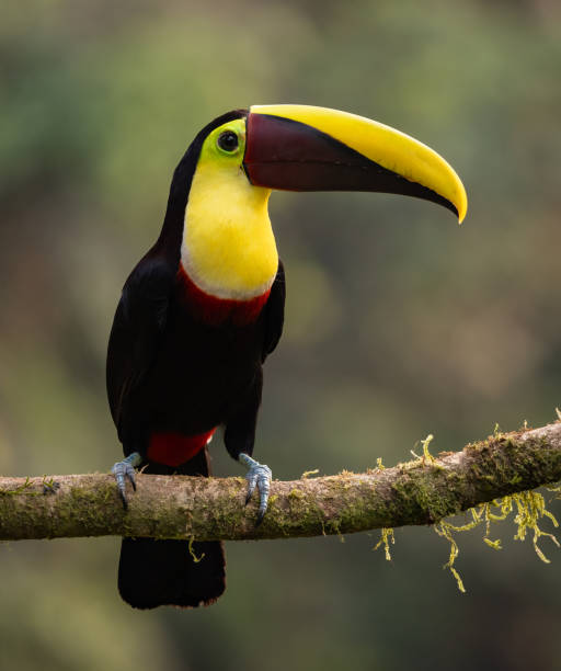 istock Toucan in Costa Rica 2138143505