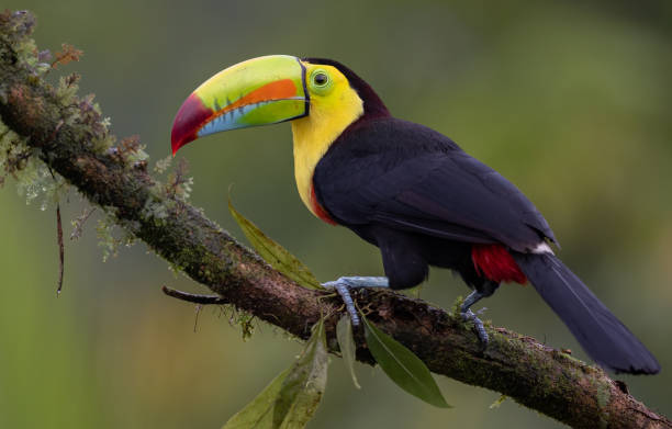istock Toucan in Costa Rica 2138144048