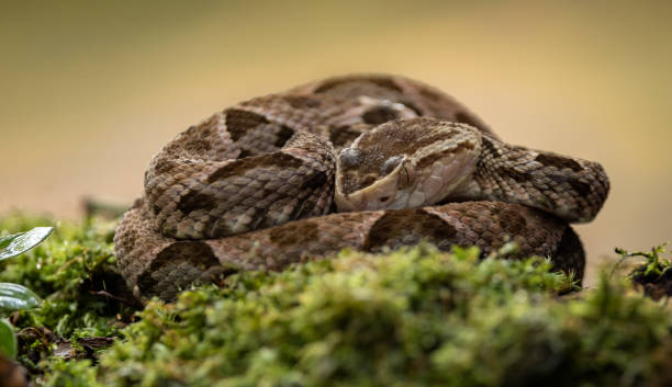 istock Fer De Lance in Costa Rica 2138144050
