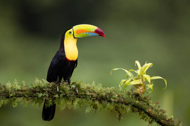 istock Toucan in Costa Rica 2138144566