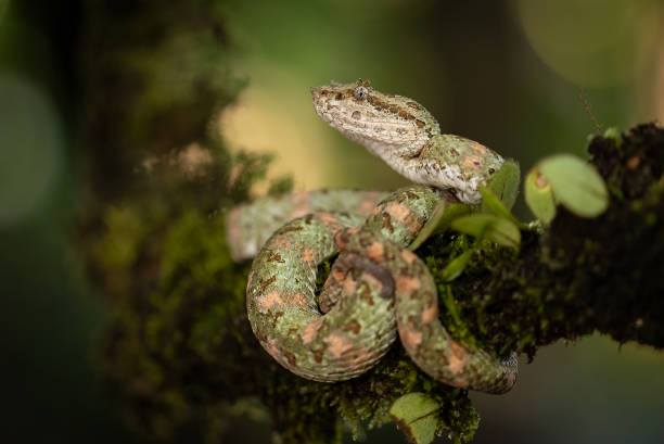 istock Eyelash Viper in Costa Rica 2138145113