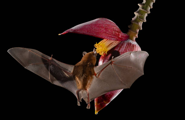 istock A Bat in Costa Rica 2138145114