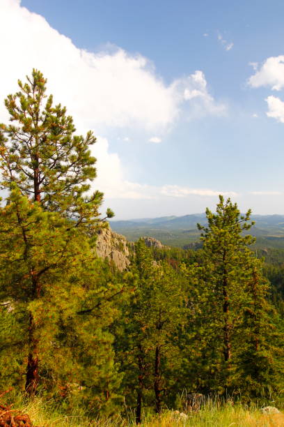 istock Views from the Needles Highway in Summer, South Dakota 2138145627
