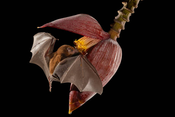 istock A Bat in Costa Rica 2138145646