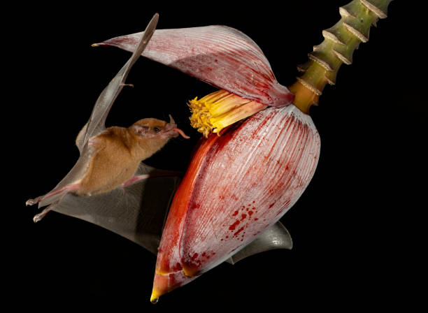 istock A Bat in Costa Rica 2138146161