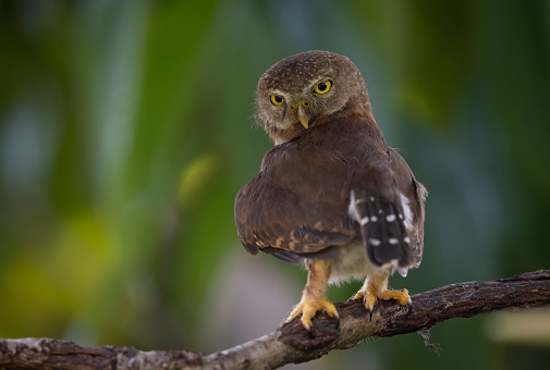 Pygmy owl in rainforest in Costa Rica