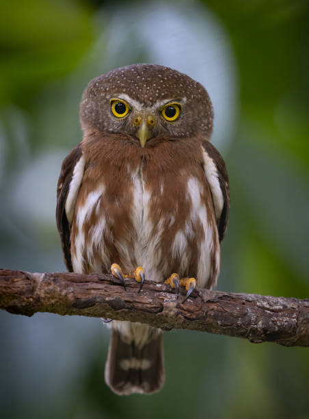 istock A Pygmy Owl in Costa Rica 2138146701
