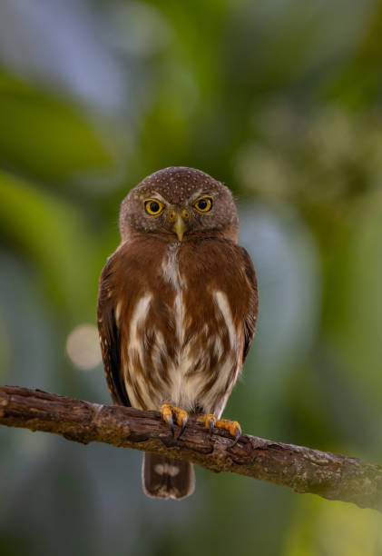 istock A Pygmy Owl in Costa Rica 2138148831