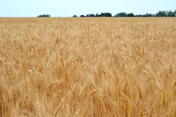 istock a field of wheat isolated with horizon line and forest 2138149347