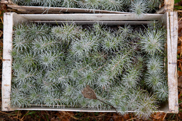 set of small maritime pines ready to be planted - planted pines fotografías e imágenes de stock