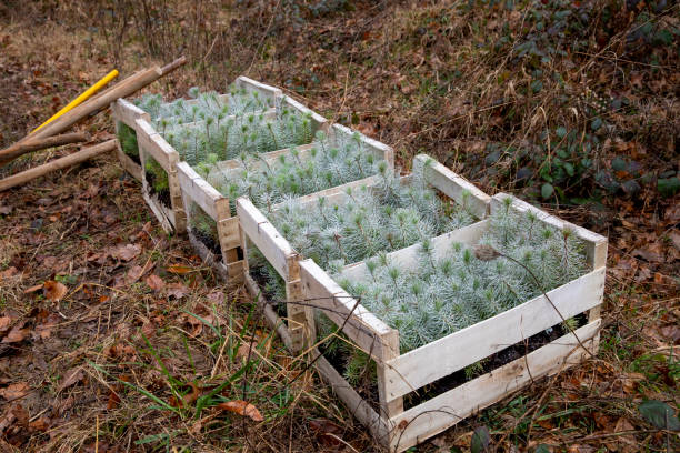 conjunto de pequeños pinos marítimos listos para ser plantados - planted pines fotografías e imágenes de stock