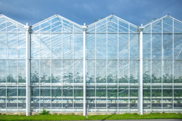istock Front elevation of The modern vegetable greenhouses 2138175724