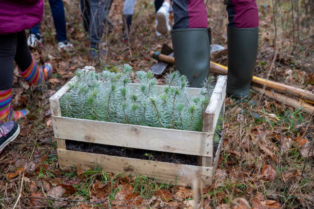 istock Set of small maritime pines ready to be planted 2138176266