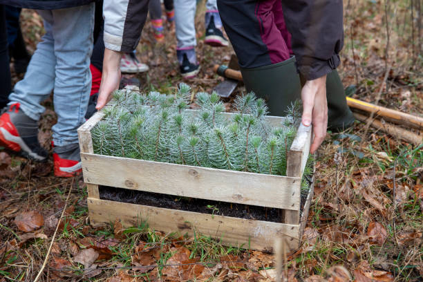 istock Set of small maritime pines ready to be planted 2138179446