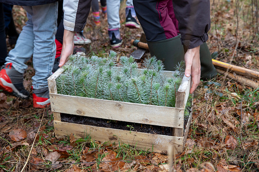 Crate of small maritime pines ready to be planted in a forest