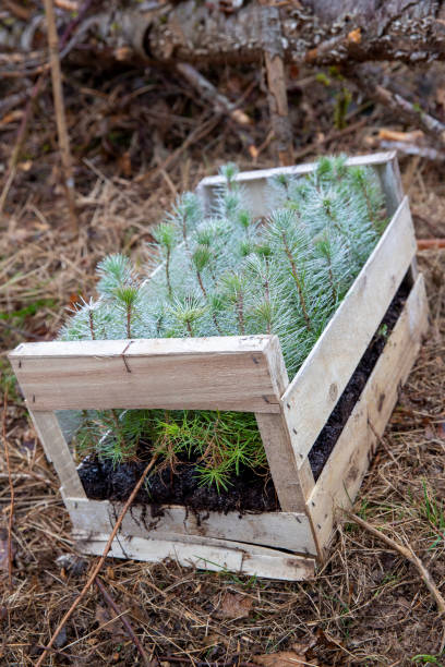 set of small maritime pines ready to be planted - planted pines fotografías e imágenes de stock