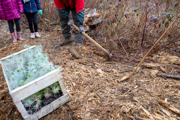 Child and adult planting small trees