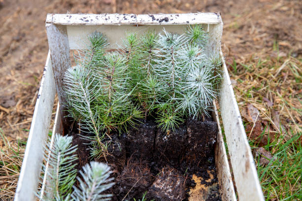 set of small maritime pines ready to be planted - planted pines fotografías e imágenes de stock