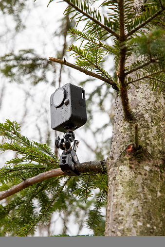 Small camera installed in the branches of a fir tree high in a forest