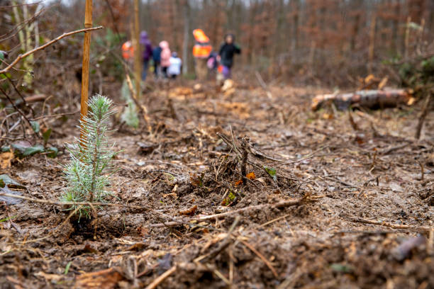 istock Close-up of a small maritime pine planted 2138185752