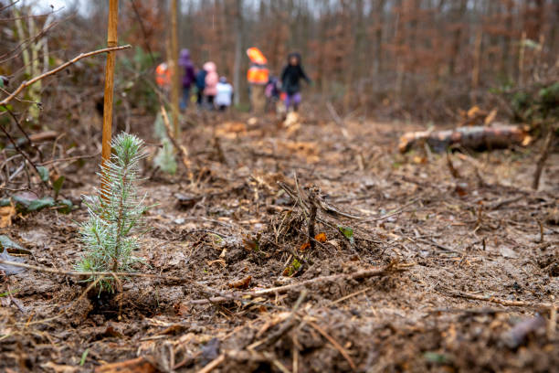 istock Close-up of a small maritime pine planted 2138185754