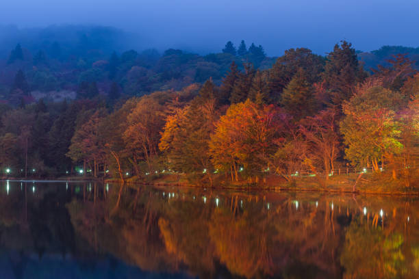 Autumn leaves illumination at Chausuyama Kogen (Toyone Village, Kitashitara District, Aichi Prefecture)
