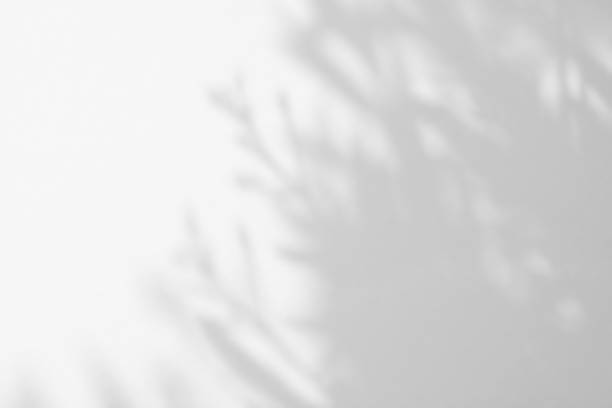 istock White wall with shadow of leaves tree plant overlay. Sunlight effect shadow on the wall. 2138238984