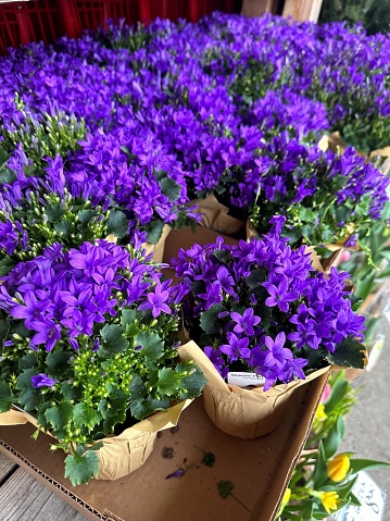 springtime campanula plant