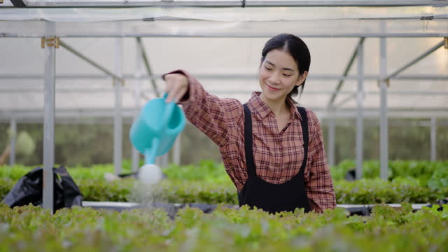 Happy young asian woman farmer watering can organic vegetables on agriculture farm field in greenhouse garden, farming and growing organic vegetables and plants, Agriculture business, healthy food