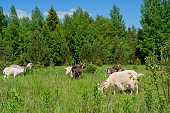 Goat pets graze on a green meadow.