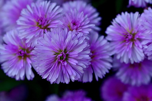small purple asters wildflowers background, top view