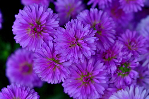 Callistephus chinensis, commonly called China aster, is a popular annual that provides showy, 3-5-inch diameter blooms from early summer to fall on plants clad with ovate, toothed, medium green leaves. 
It is native to China and Korea, and it is cultivated worldwide as an ornamental plant in cottage gardens and as a cut flower. This is an annual or biennial plant with one erect, mostly unbranched stem growing 20–100cm tall.