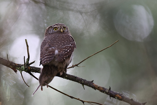 Male Pygmy Owl (Glaucidium passerinum) Swabian Alb