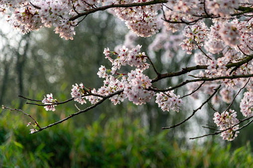 Close-up cherry blossom ,  slow tilt up shot.