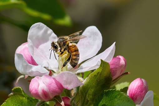 A Dunning's miner bee pollinates a Choke cherry  blossom, (Prunus virginiana) in the spring.