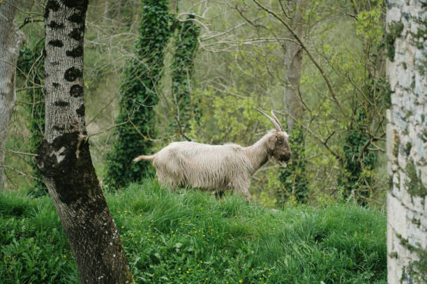 A Dutch Landrace goat in a forest