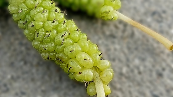 white king mulberry closeup view