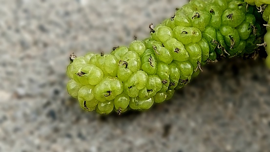 white king mulberry closeup view
