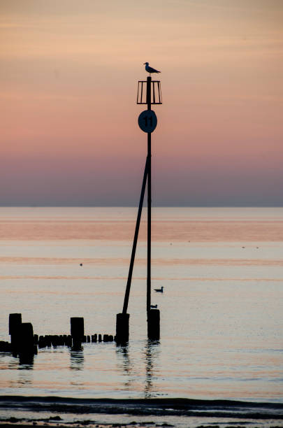 istock seagull sits on a groyne marker as the sun sets in the background 2138300113