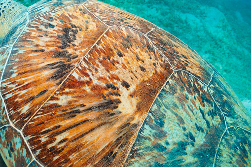 Beautiful sea life,  Sea turtle  Beauty in nature, Underwater scene animal wildlife,  explore and enjoy at tropical sea.